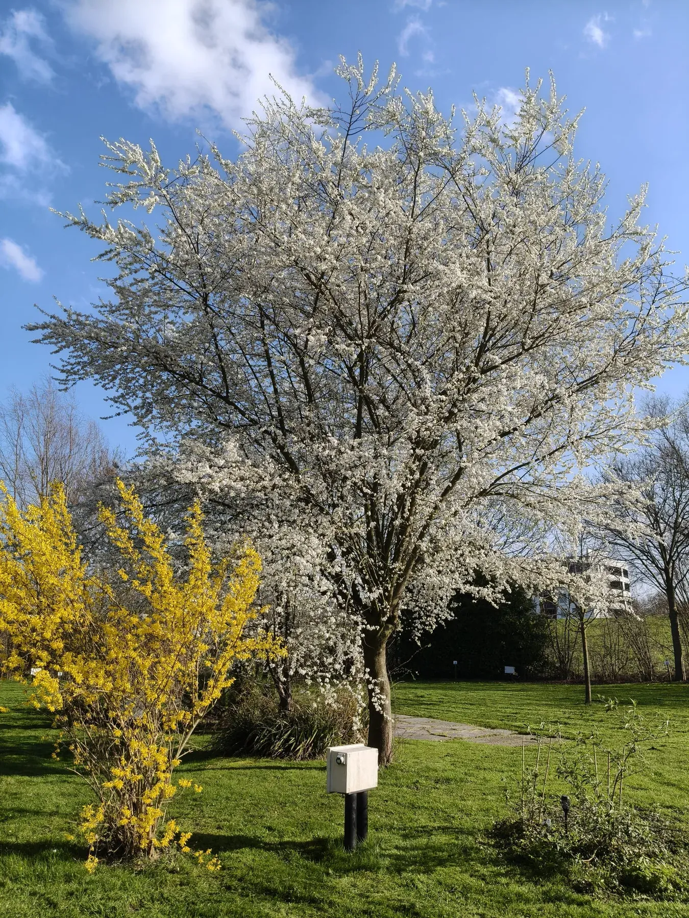 Bloeiende boom op het groene kampeerveld